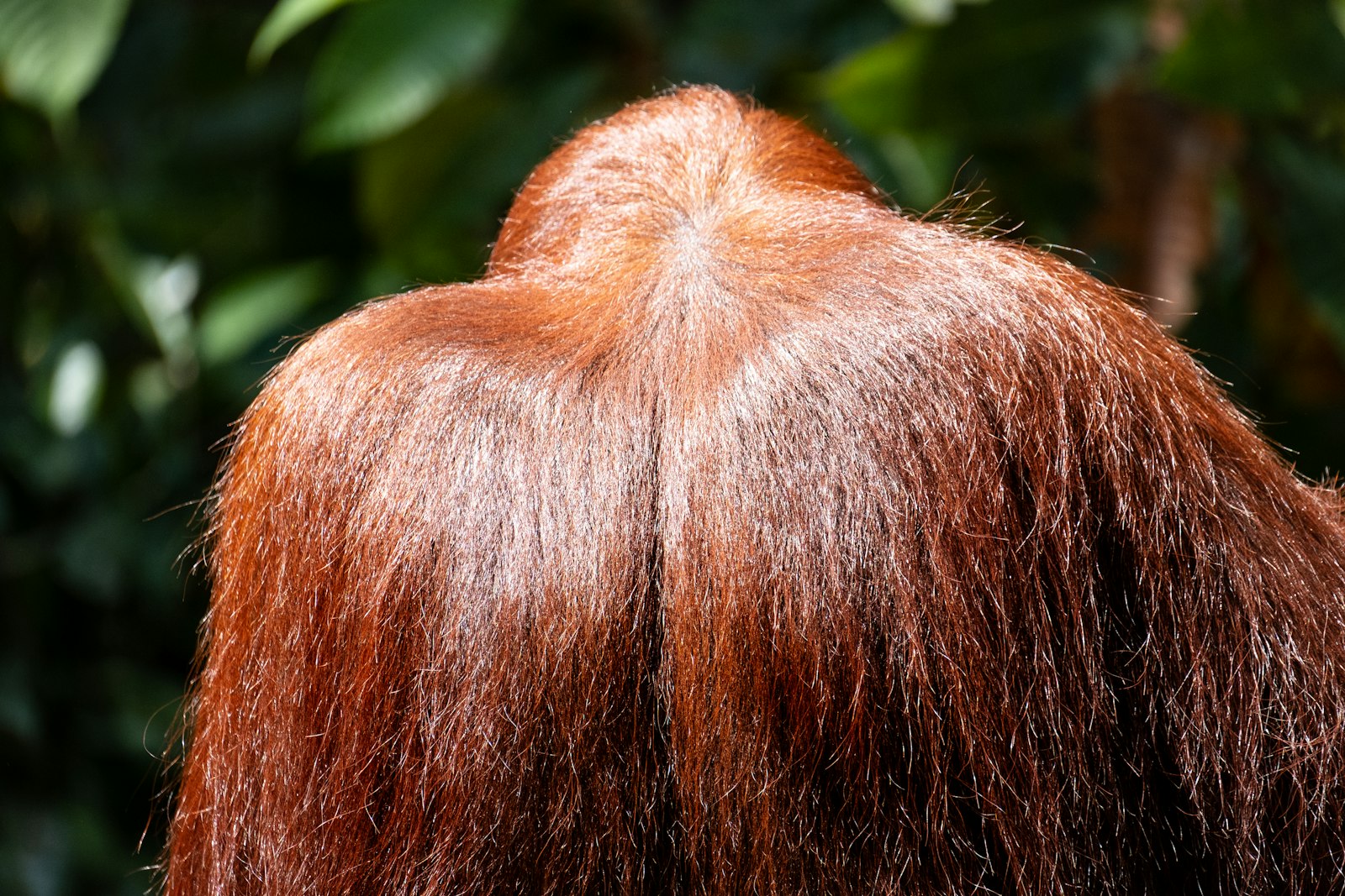 Sunlit brunette waves resting on green foliage