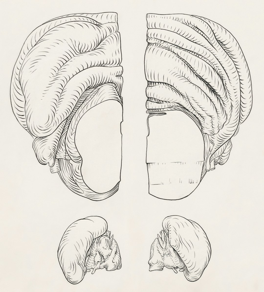 Detailed view of shear anatomy labeled on a white surface