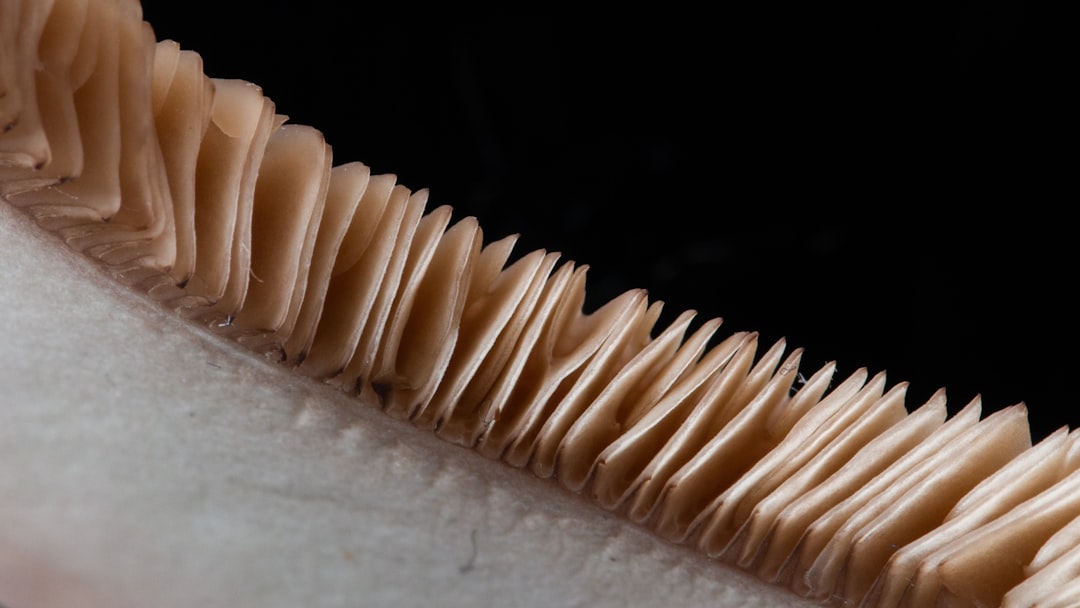 Convex edge hair shears reflecting light on a station mat